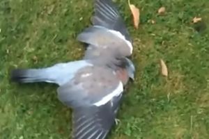 (VIDEO) PRETERAO SA ALKOHOLOM, IPAK JE VIKEND: Prolaznik snimio pijanog goluba