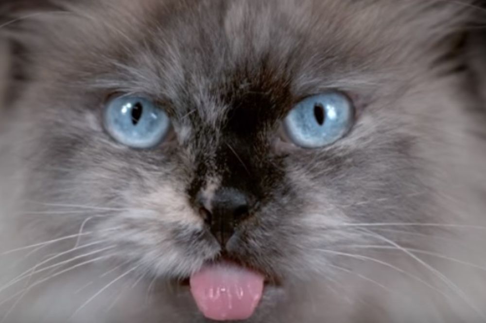 (VIDEO) PRESMEŠNI PORTRETI: Pogledajte šta mačke rade nakon kupanja