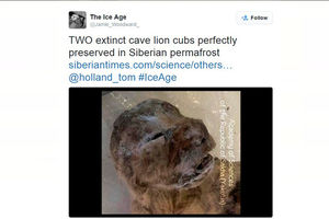 SENZACIONALNO OTKRIĆE ARHEOLOGA U SIBIRU: Pronađen savršeno očuvan pećinski lav star 10.000 godina!