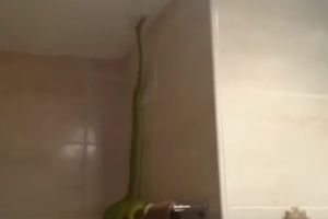 (VIDEO) OVO NISU OČEKIVALI: Pronašli ogromnog pitona kako se baškari u kupatilu