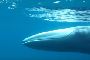 (VIDEO) NEUHVATLJIVI IPAK UHVAĆEN: Evo kako izgleda najređa vrsta kita na svetu!