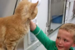 (VIDEO) KOJE SU ŠANSE ZA OVAKO NEŠTO: Radosni dečak posle 18 meseci pronašao svoju mačku
