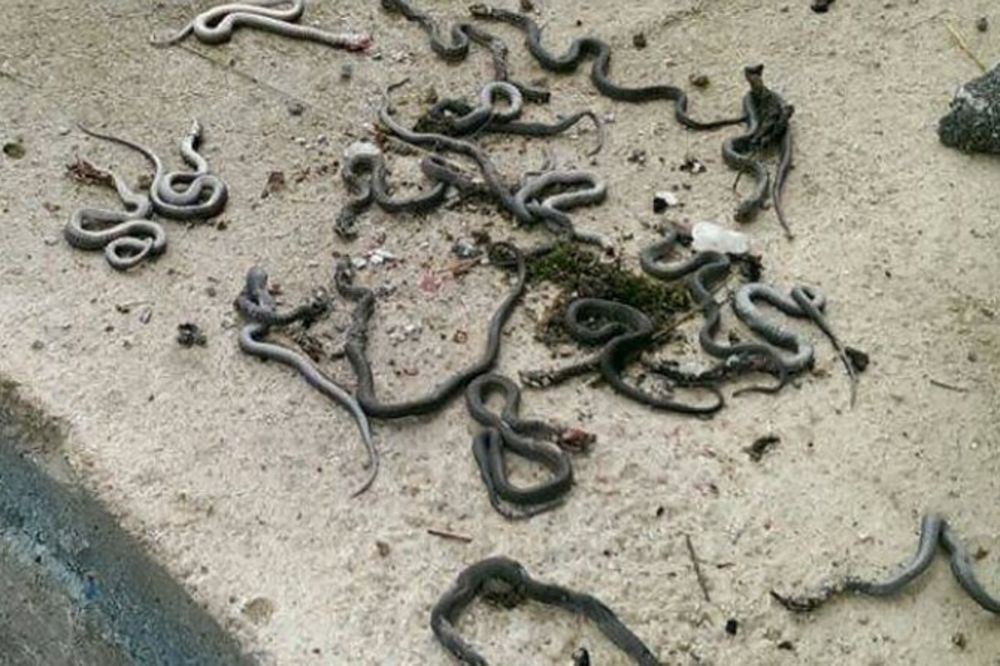 (FOTO) HOROR KOD DONJEG VAKUFA: Jusuf Malkić ispod stepeništa našao i ubio 52 zmije!