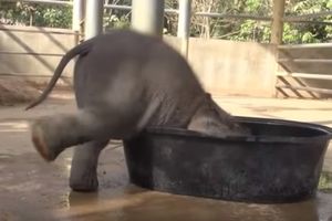 (VIDEO) ON HOĆE ALI NE MOŽE: Pogledajte kako ovaj mladi slon pokušava da uđe u korito puno vode