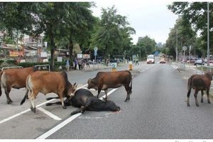 (VIDEO) SNIMAK KOJI SLAMA SRCE: Kada je kravu udario auto, njeni prijatelji su potrčali u pomoć!