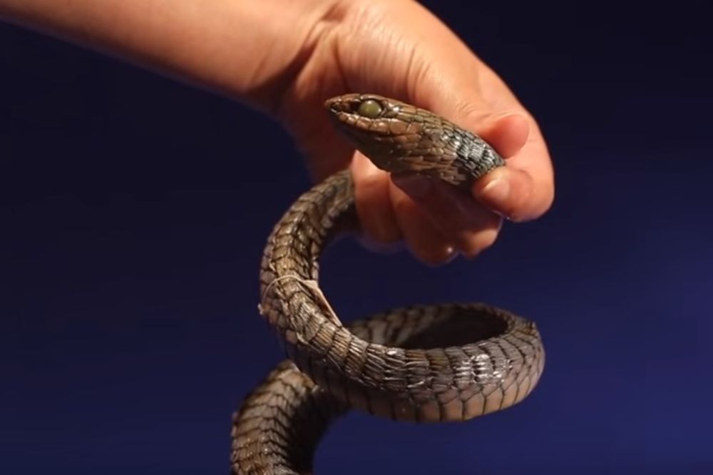 SNIMIO POSLEDNJE DANE SVOG ŽIVOTA: Posle ujeda zmije doktor nije želeo protivotrov