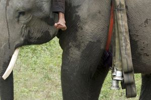 (VIDEO) BOLJI OD SVIH VATROGASACA: Evo kako slonovi gase požar u Indoneziji