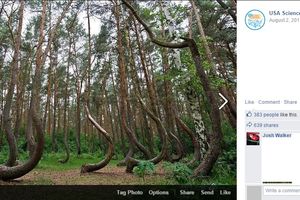 (FOTO) ZANIMLJIV FENOMEN U POLJSKOJ: U maloj šumi skriva se velika misterija drveća