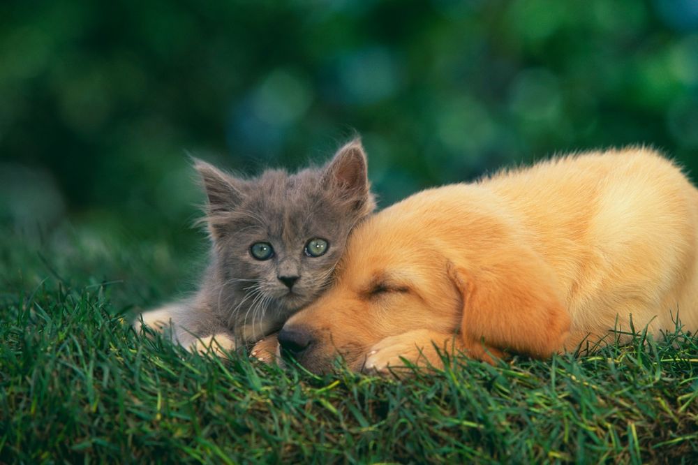 (VIDEO) NIŠTA NIJE NEMOGUĆE: 10 prijateljstava između mačke i psa