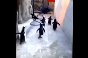 (VIDEO) ZBRISALI NA MADAGASKAR: Pogledajte beg pingvina iz zoološkog vrta u Danskoj