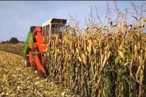 UŽASNA SMRT: Čoveka (40) isekao berač kukuruza!