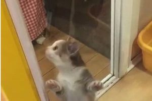 (VIDEO) IZNENAĐENJE: Pogledajte kako je ova maca dočekala svog vlasnika