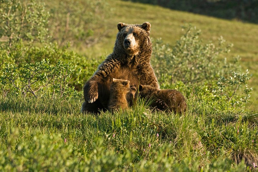 POVRATAK POSLE 30 GODINA: Viđena ženka medveda na Staroj planini, uskoro i mladunci