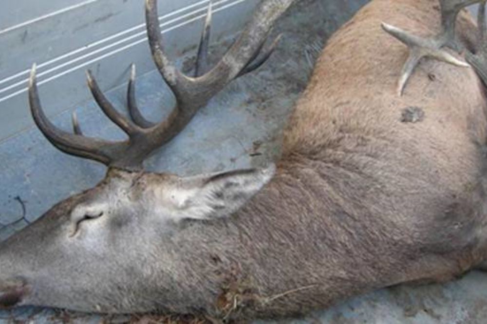 (FOTO) BEZDUŠNE LOVOKRADICE: Ubili dva jelena kapitalca vredna 13.000 evra!
