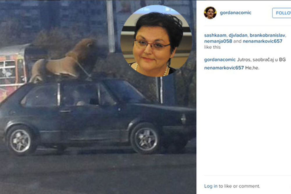 (FOTO) NARODNA POSLANICA FOTOREPORTER: Gordana Čomić uslikala lava na beogradskim ulicama