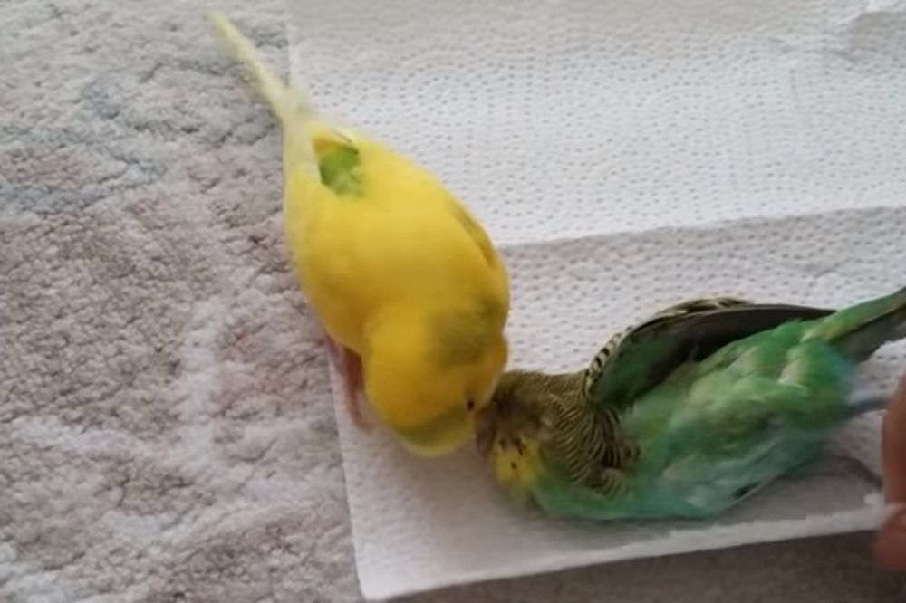 (VIDEO) Papagaj ne želi da veruje da mu je drugar mrtav. Evo šta je pokušao da uradi