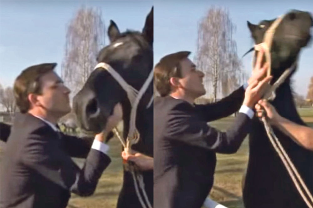 Konj odbio poljubac Nikole Selakovića