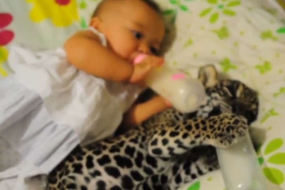 (VIDEO) PRESLATKO: Beba i mladunče leoparda leže zajedno dok piju mleko iz flašice