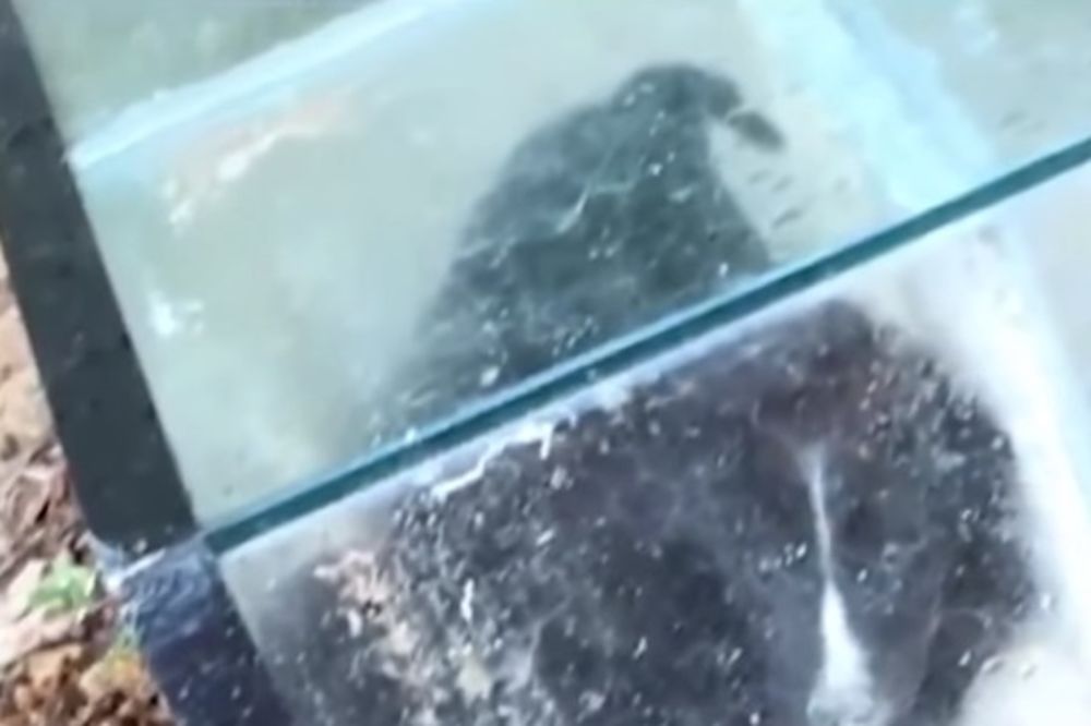 (VIDEO) BEZDUŠNICI: Zacementirali dva šteneta u akvarijum i bacili u reku