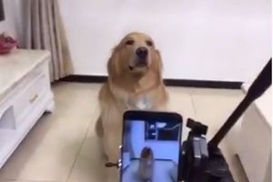 (VIDEO) SNIMAK KOJI JE POSTAO HIT: Ovaj pas uživa da pozira dok se slika!