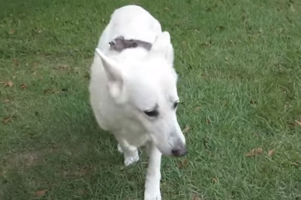 (VIDEO) Pas je šetao sa sivom mrljom na leđima. Kad vidite šta je u pitanju, raznežićete se