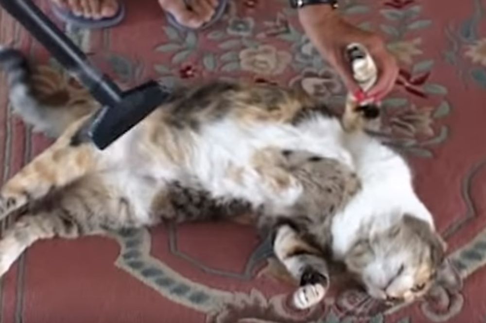 (VIDEO) ČUDNO, ALI ISTINITO: Pogledajte životinje koje prosto obožavaju usisivač!