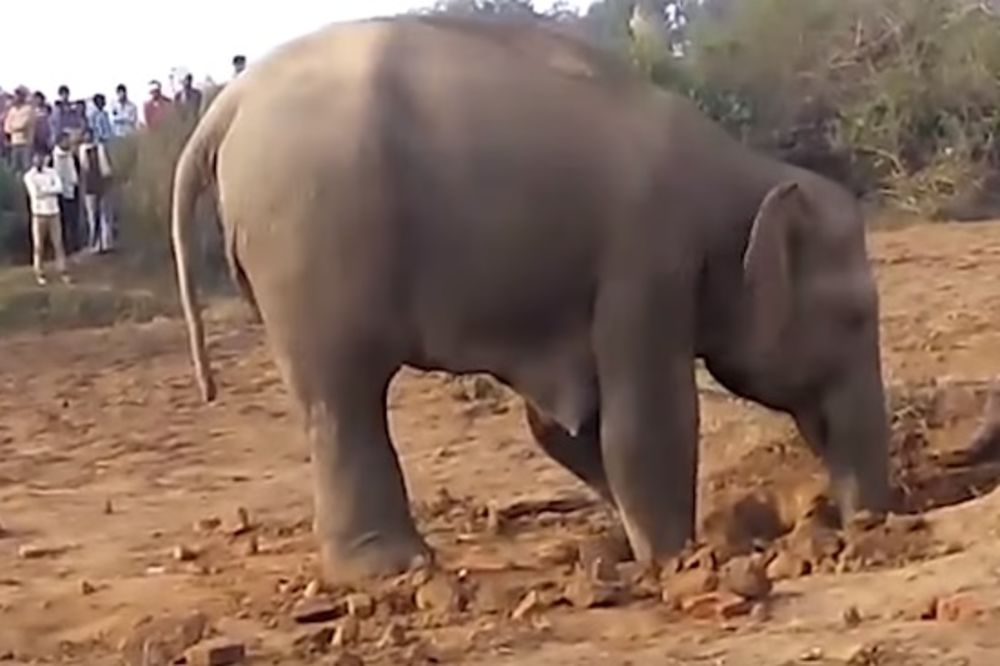(VIDEO) OVAJ SNIMAK ĆE VAM SLOMITI SRCE: Pogledajte zašto je slonica kopala rupu punih 11 sati