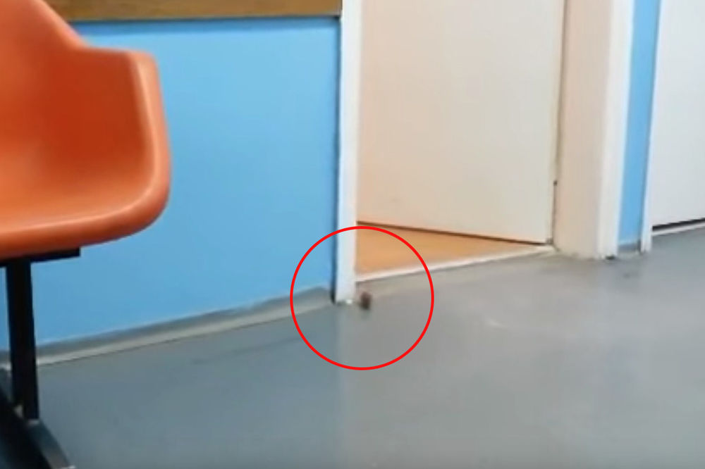 (VIDEO) TRUDNICE U ŠOKU: Miš u ginekološkoj ordinaciji u Nišu