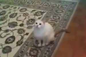 (VIDEO) HIT: Ova mačka uživa da đuska uz muziku i malo ko može da joj parira!