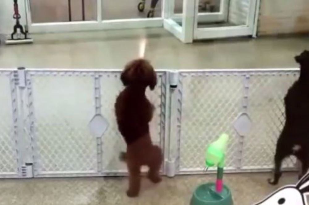 (VIDEO) RAZIGRANA PUDLA: Simpatičan pas igra uz salsu kao pravi profesionalac