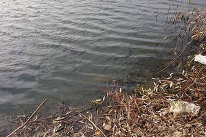 PECAROŠKA TUGA: U toku trovanje ribe u Velikom bačkom kanalu