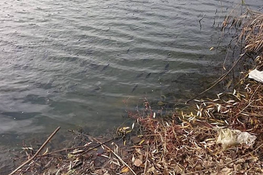 PECAROŠKA TUGA: U toku trovanje ribe u Velikom bačkom kanalu