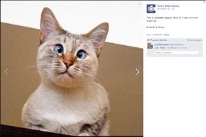 (VIDEO)NAPUSTILI JE ZBOG UKRŠTENIH OČIJU:Maca Muni sada je među najpopularnijim mačkama na internetu