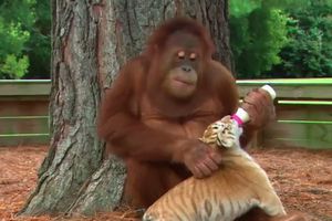 (VIDEO) NEOPISIVA LJUBAV: Ovi tigrići su osvojili velikog majmuna