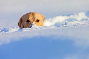 (VIDEO) SNEŽNE VRAGOLIJE: Ove životinje obožavaju da se igraju u snegu