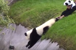 (VIDEO) BORBA SA PIJANIM PRIJATELJEM: Ova panda urnebesno ilustruje baš ovaj problem!