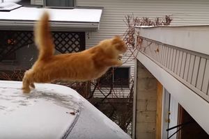 (VIDEO) 10 NAJSMEŠNIJIH NEUSPEHA: Životinje koje su pokušale da prevare gravitaciju