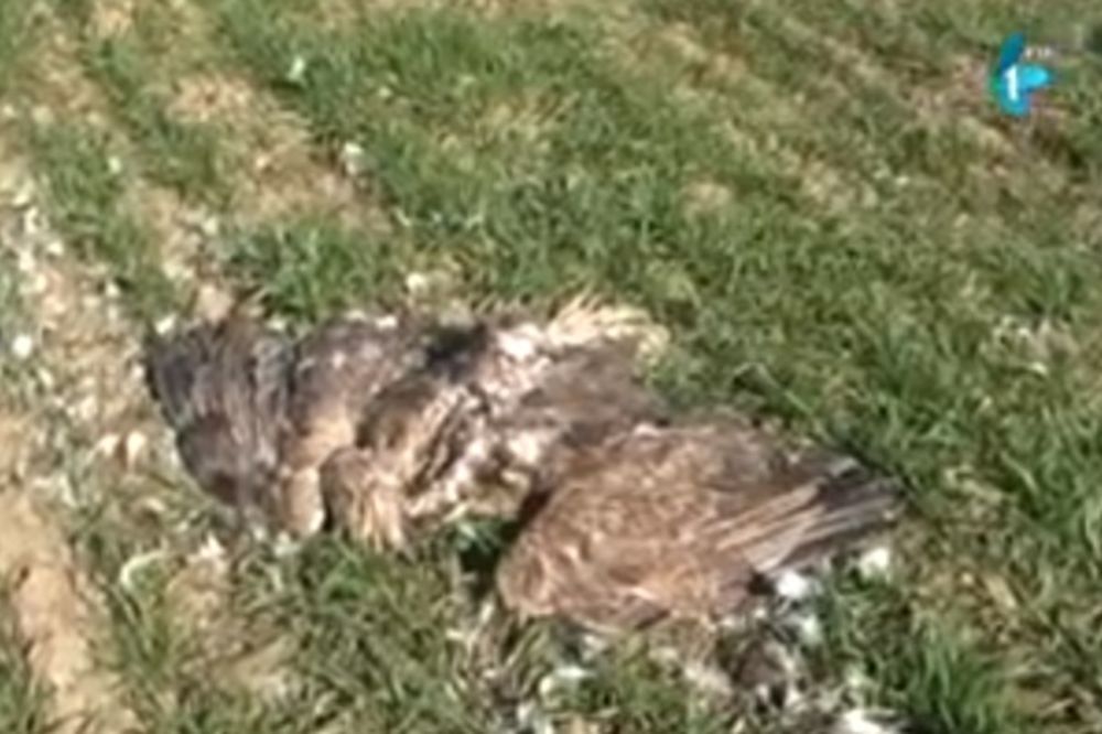 OTROVANI: Stradali orlovi belorepani kod Višnjićeva