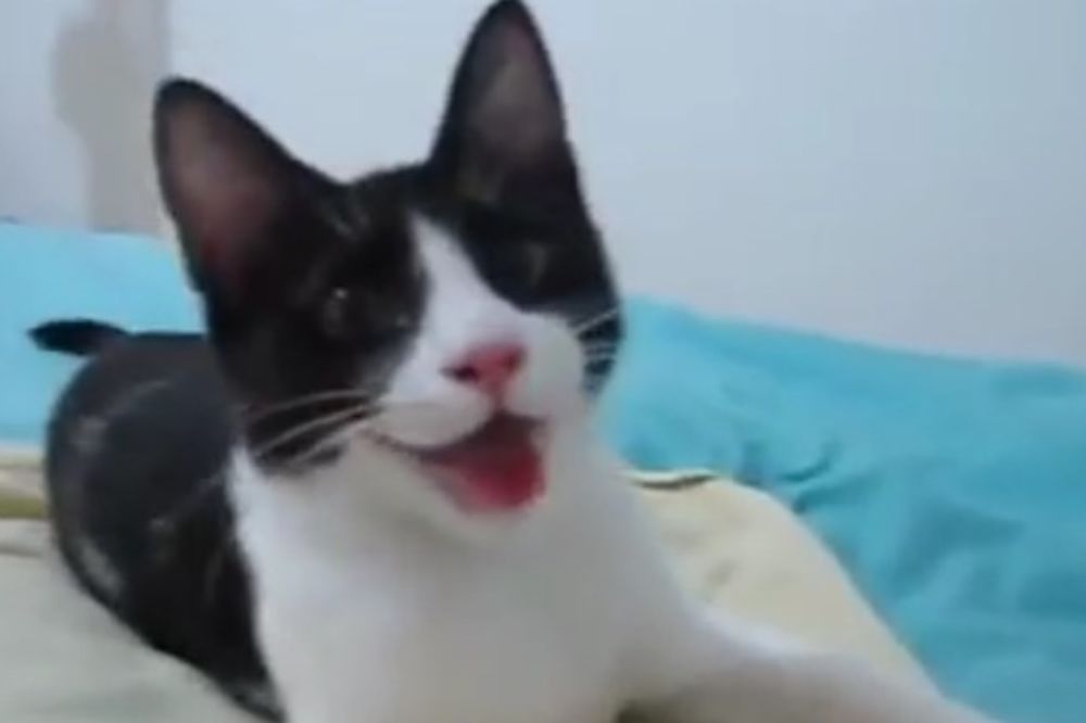 (VIDEO) SNIMAK KOJI JE POSTAO HIT: Ova mačka je umislila da je pas!