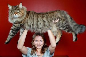 (VIDEO) NEŽNI DIVOVI: Ovo su najveće domaće mačke koje ste ikada videli