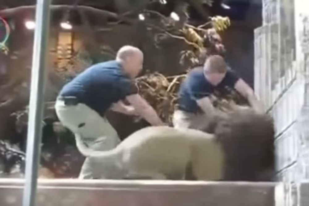 (VIDEO) Lav je krenuo da ubije čuvara u zoološkom vrtu, a pogledajte šta je lavica uradila