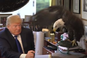(VIDEO) UJKA SEM NAPAO TRAMPA: Beloglavom orlu se ne sviđa predsednički kandidat