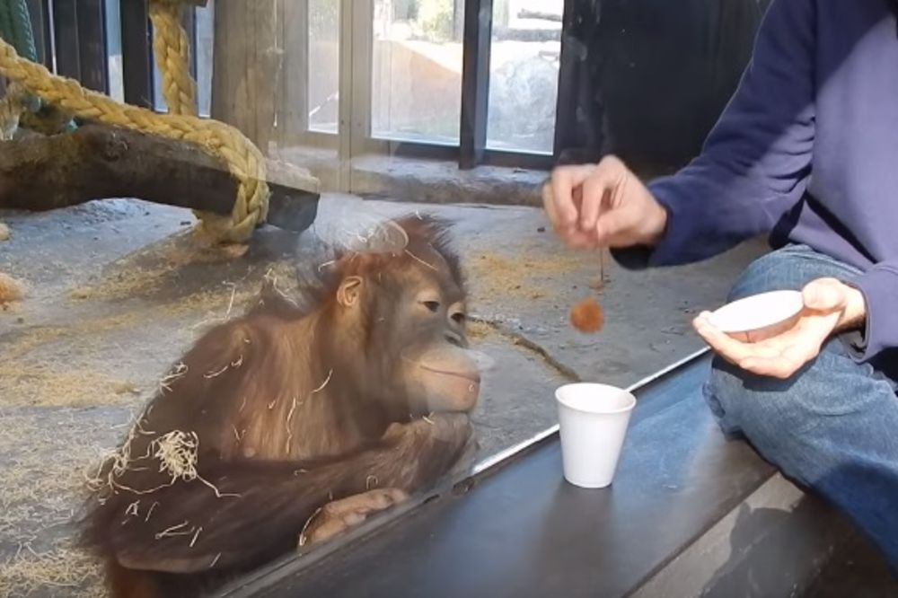 (VIDEO) OVO ĆE VAM SIGURNO ULEPŠATI DAN: Majmun se prevrnuo od smeha kada je video magičan trik