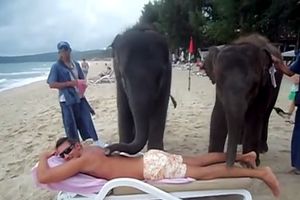 (VIDEO) ZA OVO SIGURNO NISTE ZNALI: Opustite se uz slonovsku masažu
