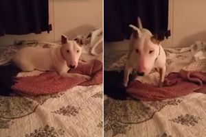 (VIDEO) PO PRVI PUT U ŽIVOTU: Pogledajte kako je keruša Mili reagovala kada je otkrila krevet