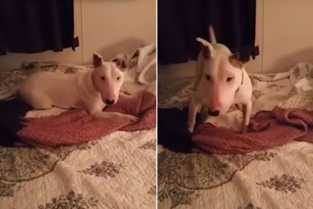 (VIDEO) PO PRVI PUT U ŽIVOTU: Pogledajte kako je keruša Mili reagovala kada je otkrila krevet