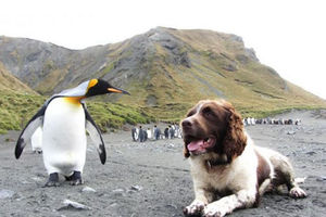 (VIDEO) KAD VELIKI ČUVAJU MALE: Ovi psi su spasili male pingvine od nestajanja, pogledajte kako