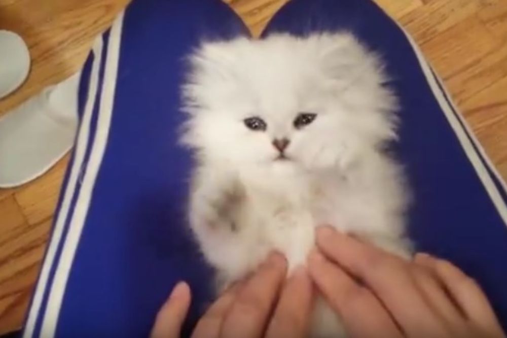 (VIDEO) IMITATOR JE ROĐEN: Ova maca će vam ukrasti srce