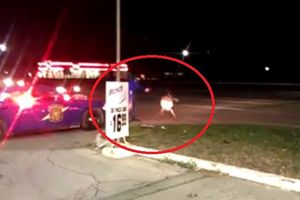 (VIDEO) POLICAJAC MONSTRUM: Upucao srnu jer nije htela da se pomeri sa puta!