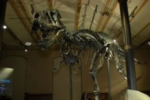 (VIDEO) GUŠTER TIRANIN: Tiranosaurus od 12 metara glavna atrakcija Prirodnjačkog muzeja u Berlinu